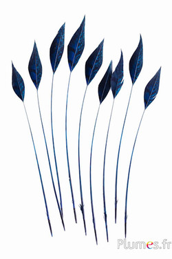 Fazant van Colchis pijl - 20-30 cm - nachtblauw